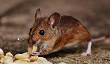 24 Hour & Emergency Exterminators in Whisper Pnes, NC